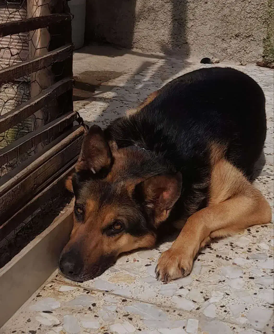 فروش سگ ژرمن|سگ|گلوگاه, |دیوار