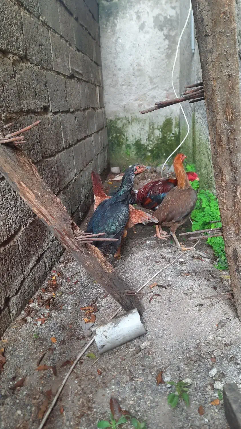 مرغ و خروس لاری|حیوانات مزرعه|رشت, جانبازان|دیوار