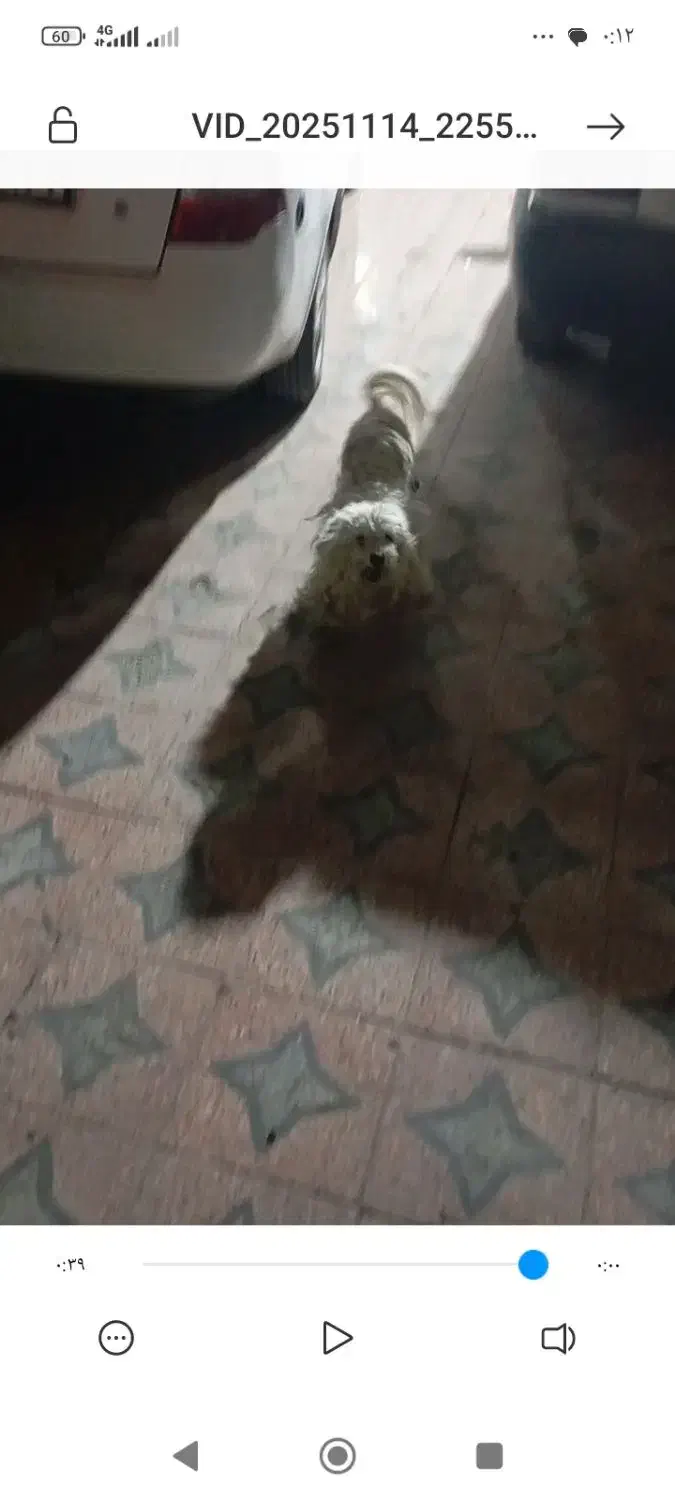 سک نجیب|سگ|رامشیر, |دیوار