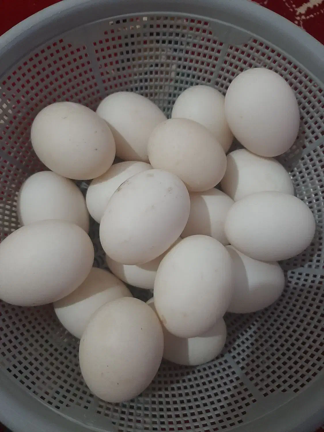 تخم اردک|حیوانات مزرعه|گالیکش, |دیوار