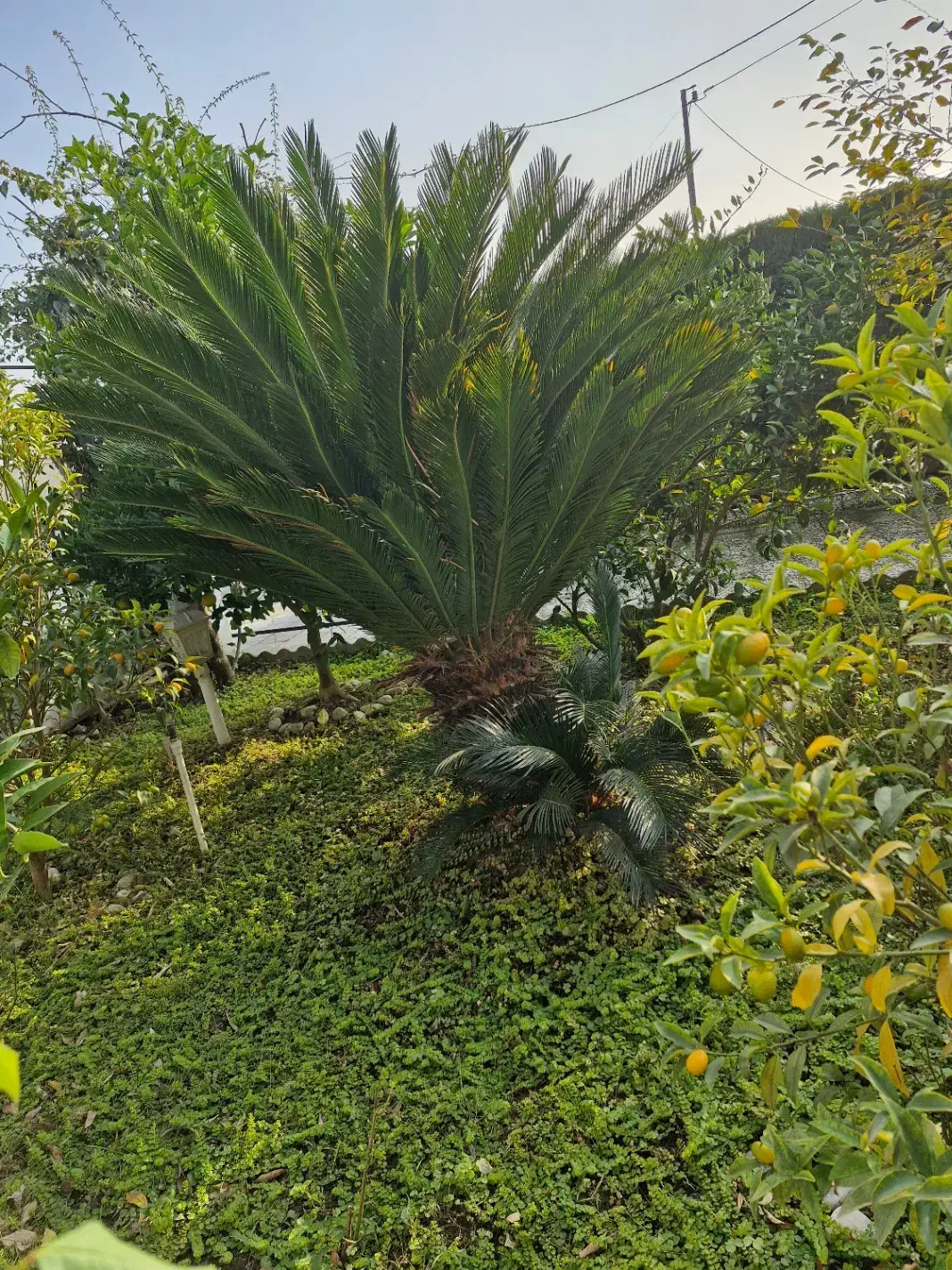 سیکاس|گل و گیاه طبیعی|نور, |دیوار