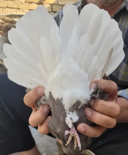 دوتا ماده قهوه ایی دم سفید ۱۶ پر دم|پرنده|رامهرمز, |دیوار