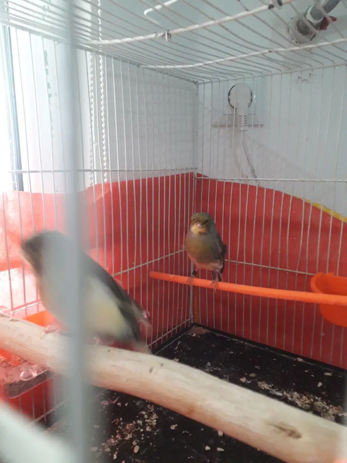 قناری ماده آماده. تخم خاکی کرده|پرنده|مشهد, نوید|دیوار