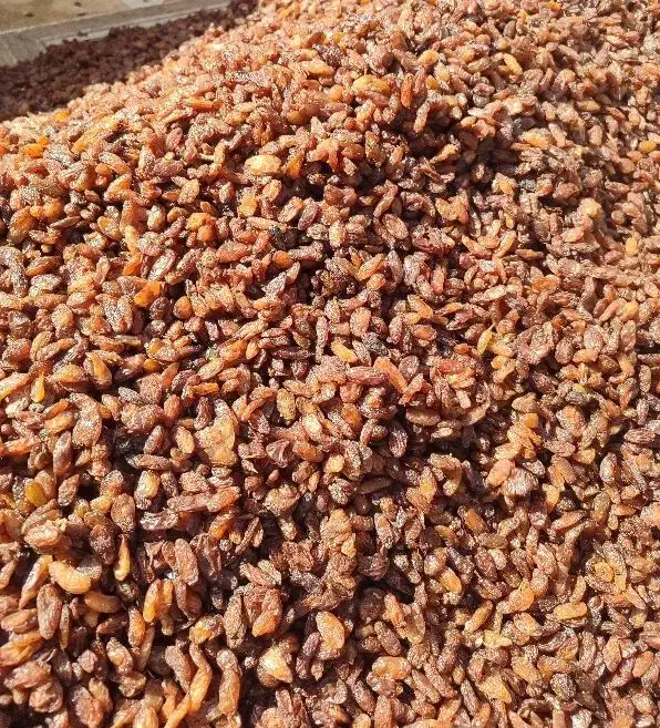 سوپرلوکس خوراکی|خوردنی و آشامیدنی|اشکذر, |دیوار