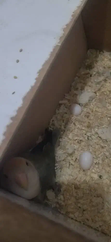 طوطی برزیلی|پرنده|شیراز, فاضل|دیوار