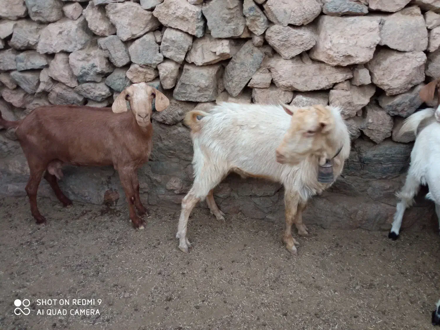 بز سرحال همه آبستن|حیوانات مزرعه|بفروئیه, |دیوار