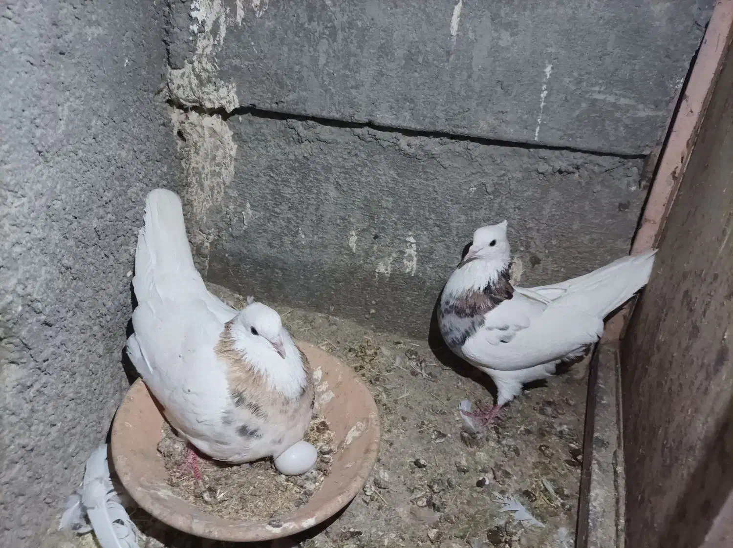 چهارجفت همراه جوجه|پرنده|بیجار, |دیوار