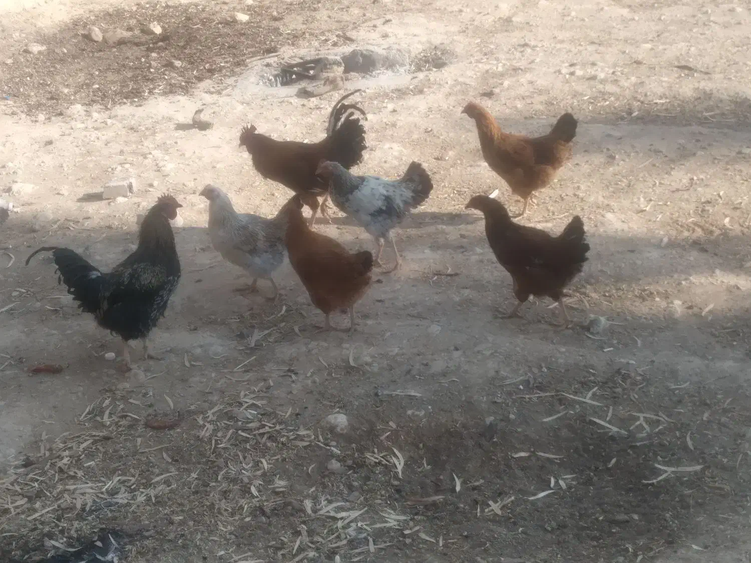 مرغ و خروس|حیوانات مزرعه|خرامه, |دیوار