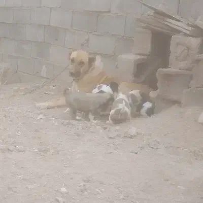 توله سرابی اصل|سگ|بجنورد, |دیوار