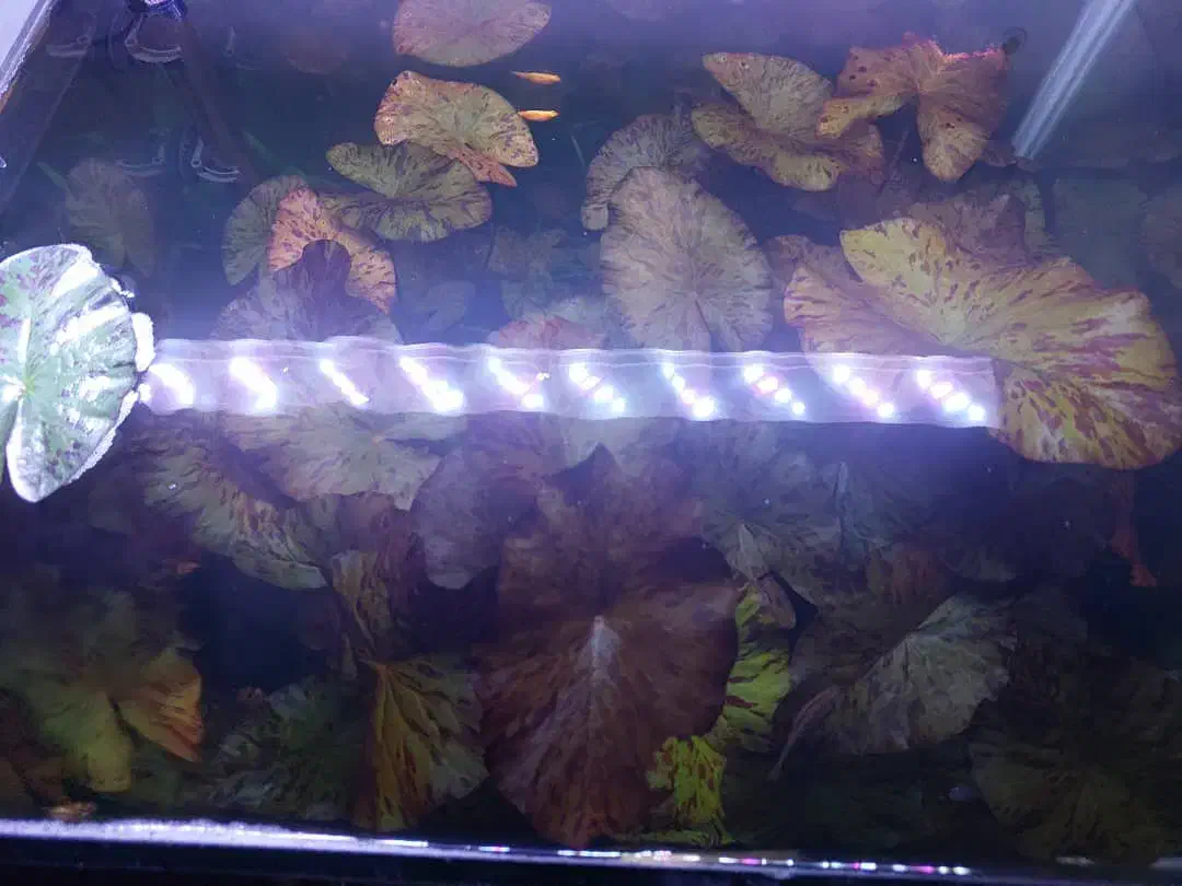 گیاه اکواریومی نیلوفر تایگر|ماهی|شیراز, تحویلی|دیوار