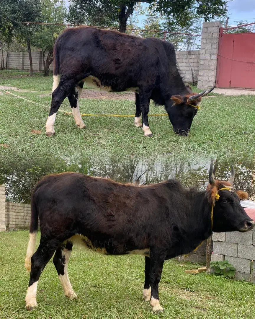 دو گاو شکم دار لوکس ودرجه یک برای خانه دار یا کاسب|حیوانات مزرعه|گوراب زرمیخ, |دیوار