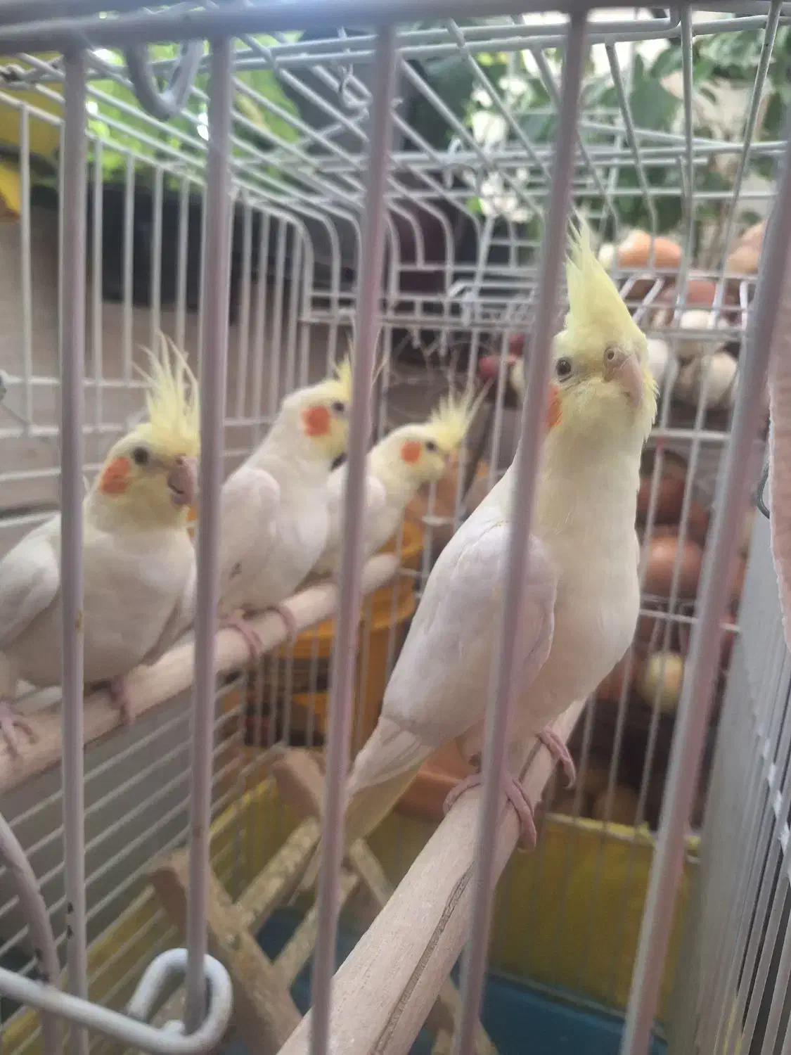 عروس هلندی 4 عدد جفت|پرنده|اندیشه, شهرک مریم|دیوار