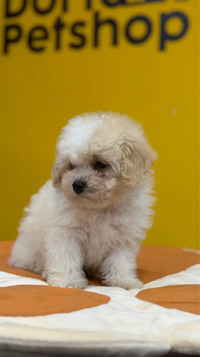 سگ نژاد بیشون فرایز کیفیت بمب|سگ|تهران, سعادت‌آباد|دیوار