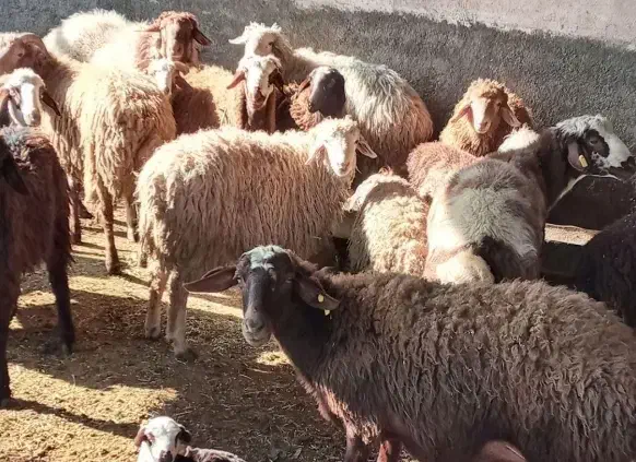 فروش گوسفند زنده تعاونی وتنظیم بازار عقیقه ونوزاد|حیوانات مزرعه|مشهد, کشاورز|دیوار
