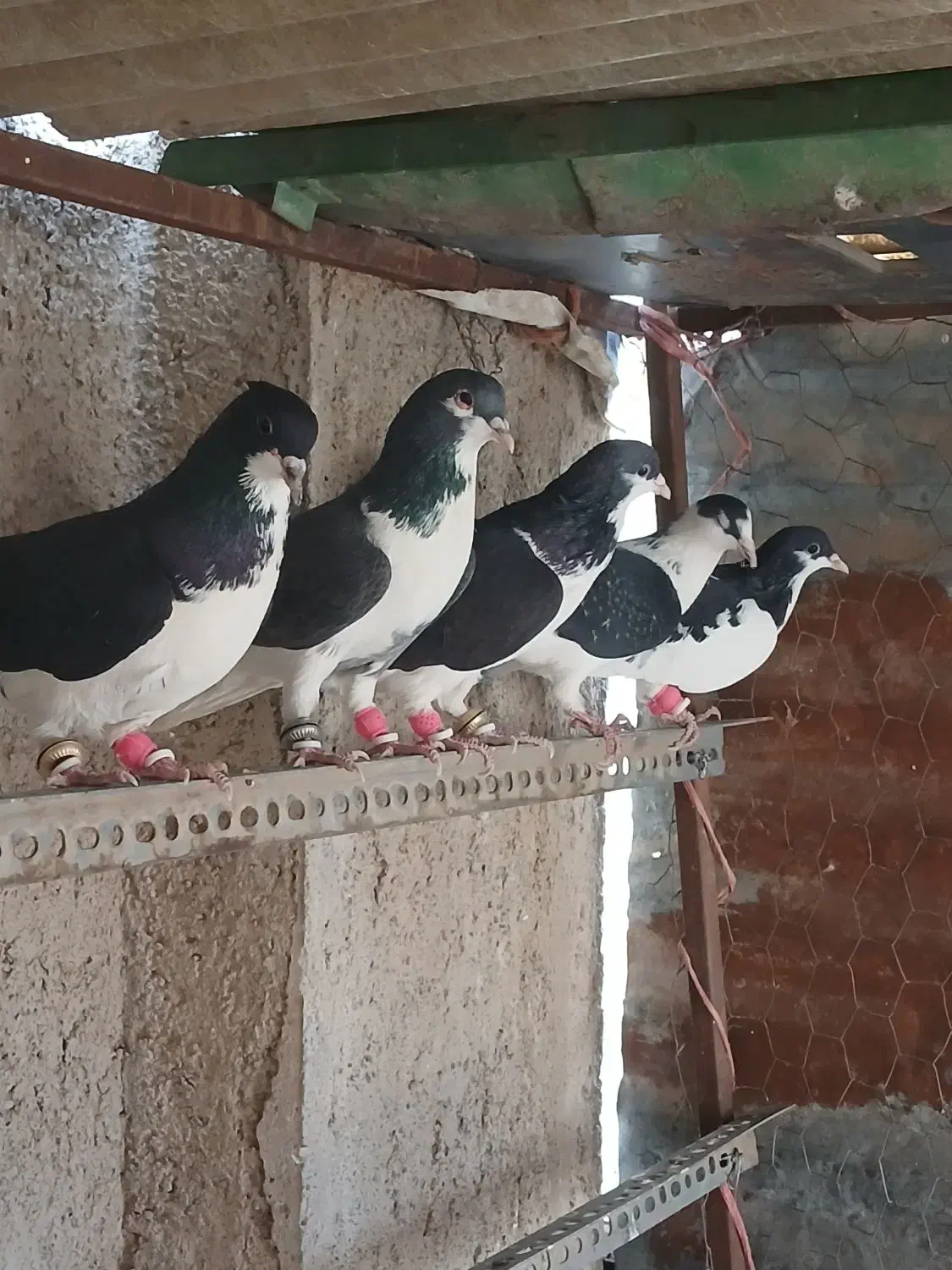 کفتر پرشی|پرنده|قزوین, |دیوار