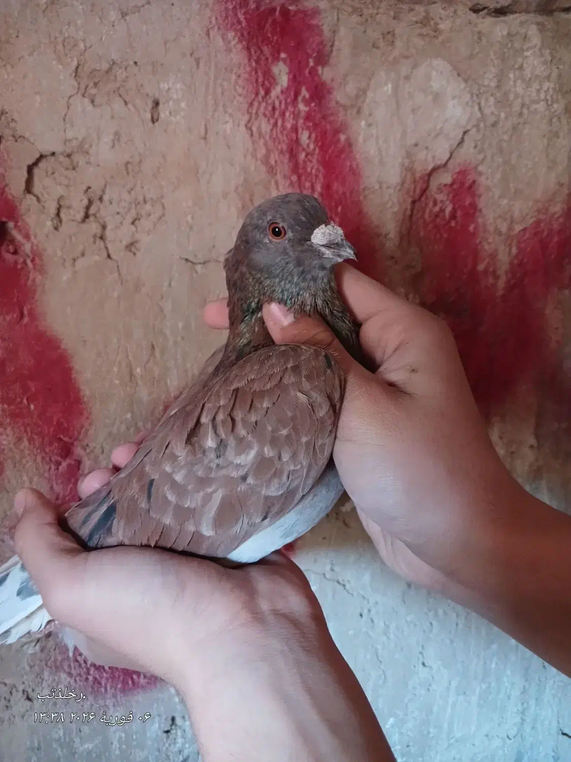 کبوتر رنگه|پرنده|سیدآباد, |دیوار