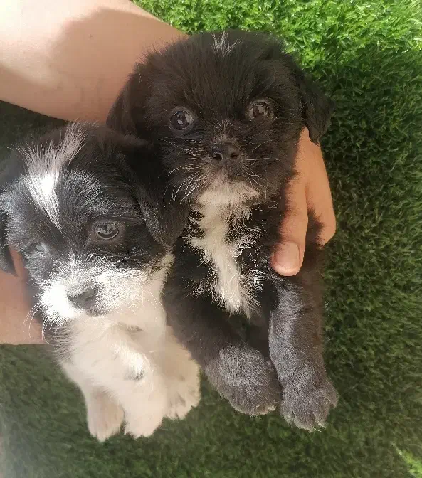 توله سایز ریز|سگ|کرمان, |دیوار