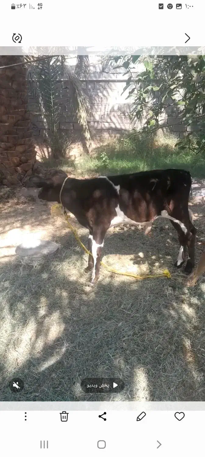 یه گاو وگوساله سیاه وسفیدجرسی|حیوانات مزرعه|فهرج, |دیوار
