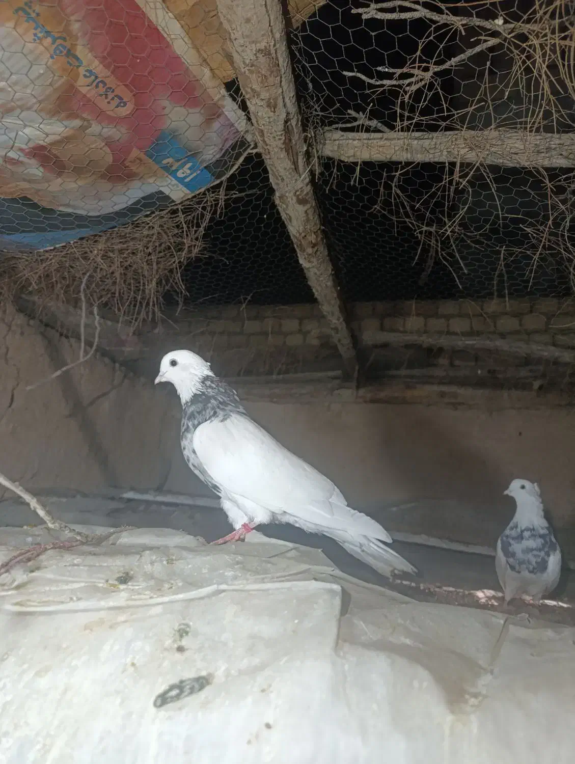 طوقی|پرنده|مبارکه, |دیوار