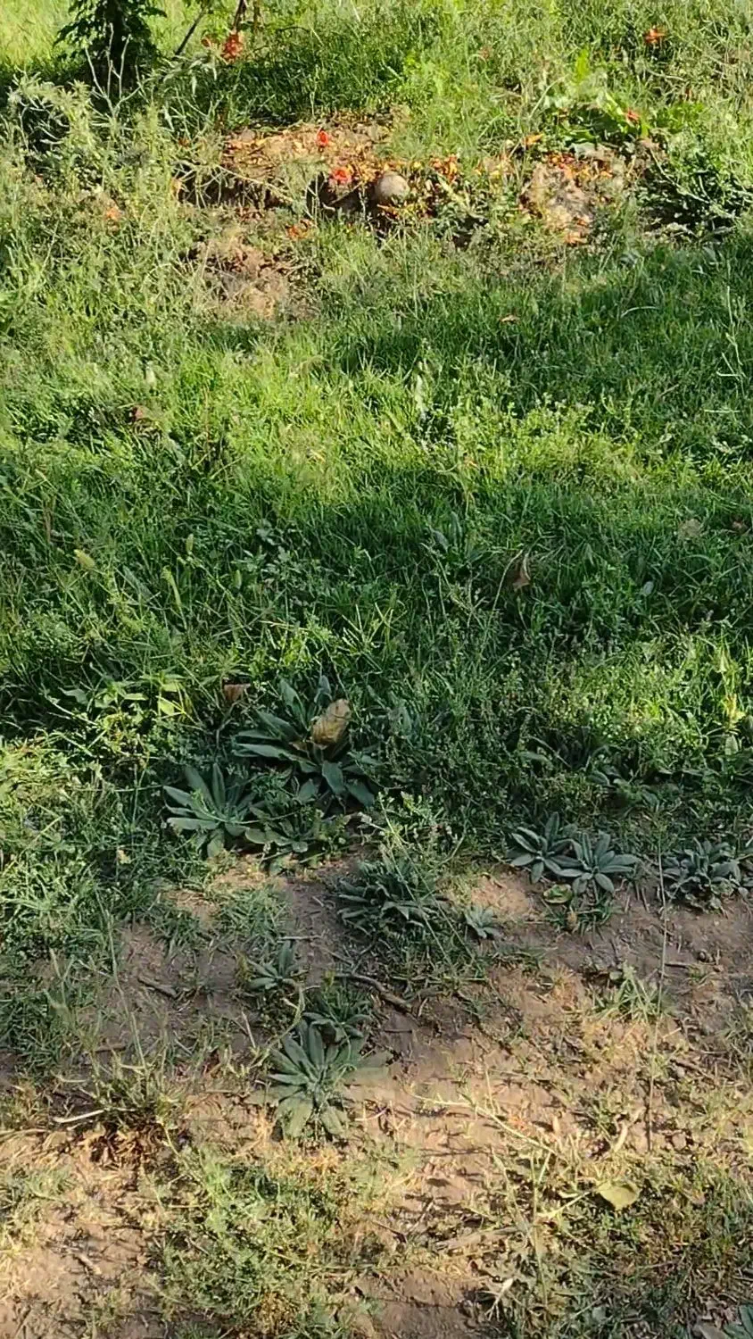 باغ محمودآباد عجبشیر|فروش خانه و ویلا|عجب شیر, |دیوار