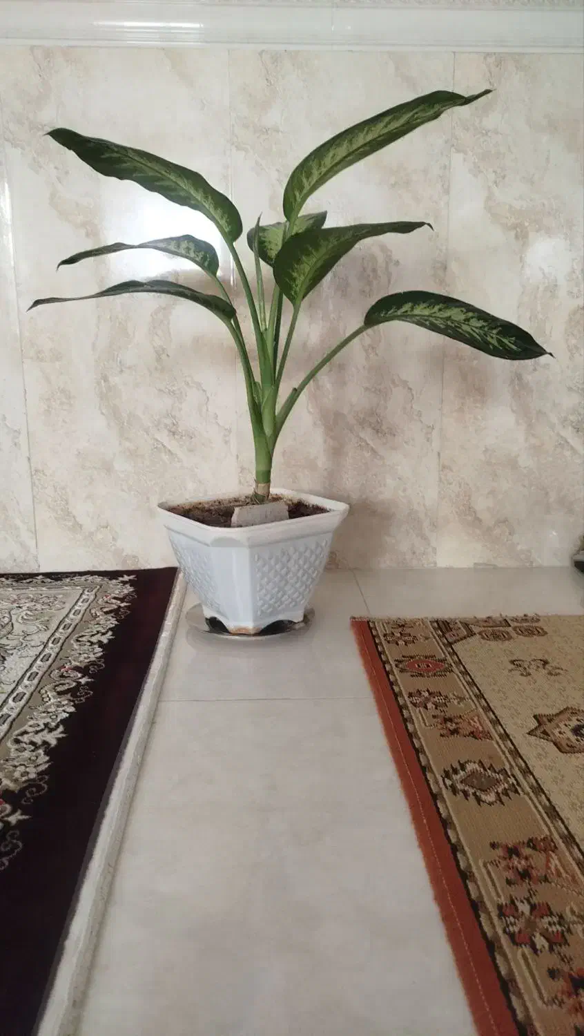 گلهای طبیعی|گل و گیاه طبیعی|ابهر, |دیوار