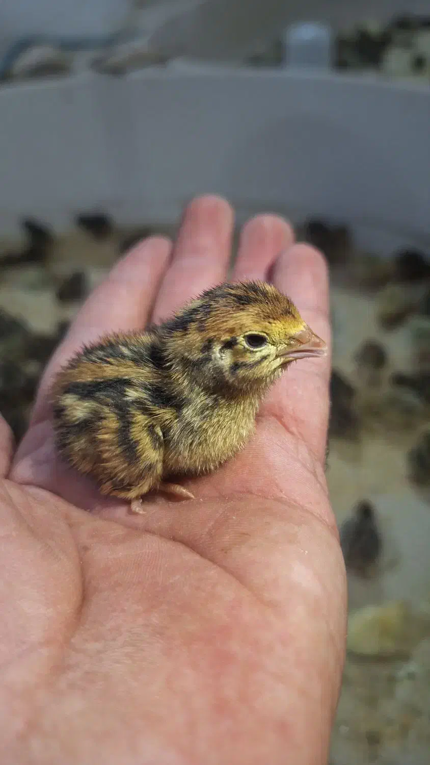 جوجه بلدرچین|حیوانات مزرعه|کاشان, یحیی آباد|دیوار