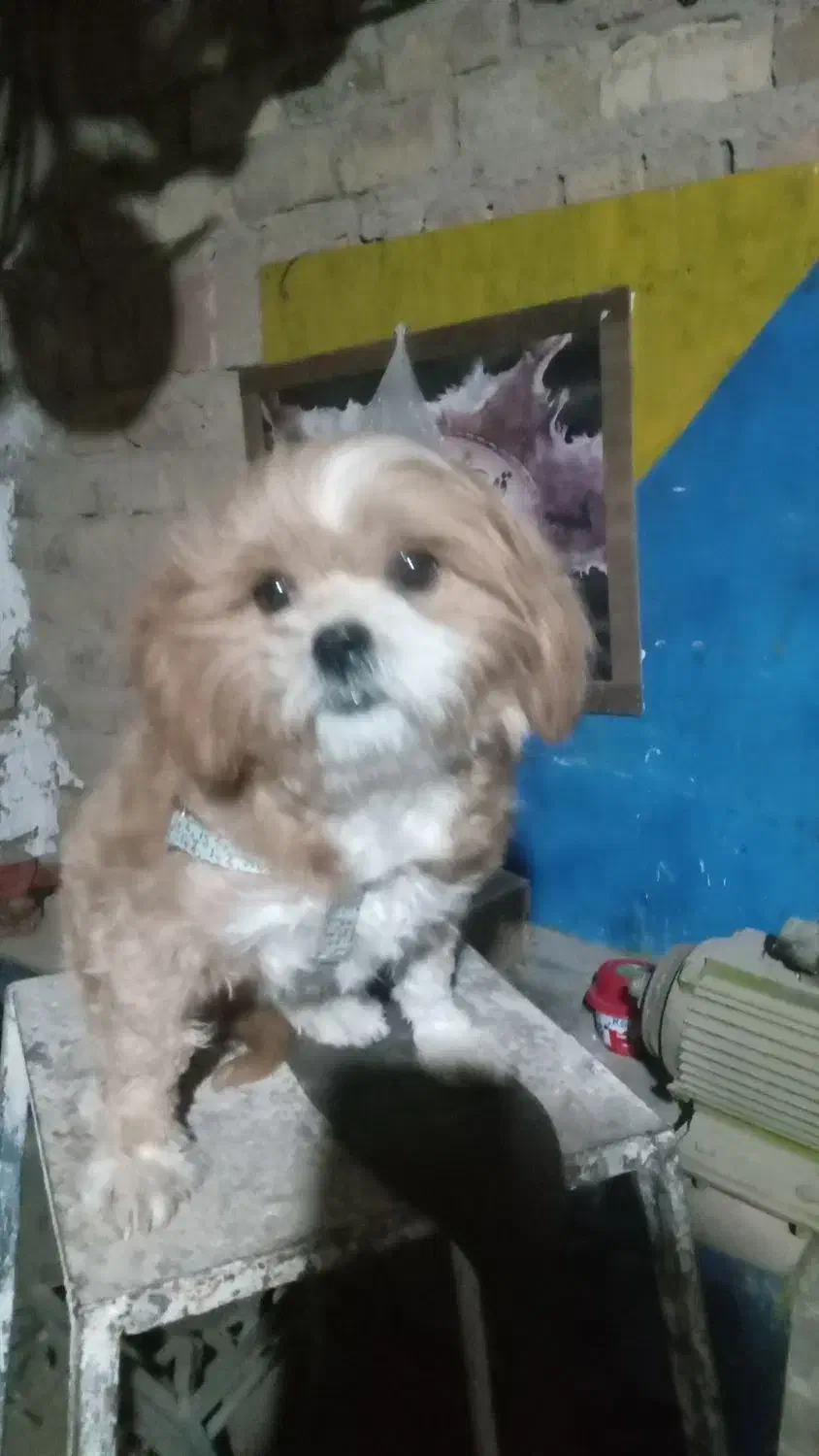 پاکوتاه|سگ|قزوین, |دیوار