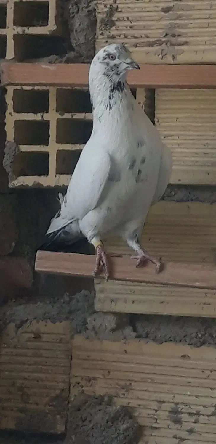 کبوتر|حیوانات|اردبیل, |دیوار