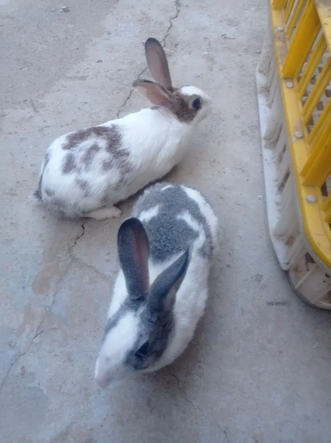 فروش یه جفت خرگوش خارجی|موش و خرگوش|بانه, |دیوار