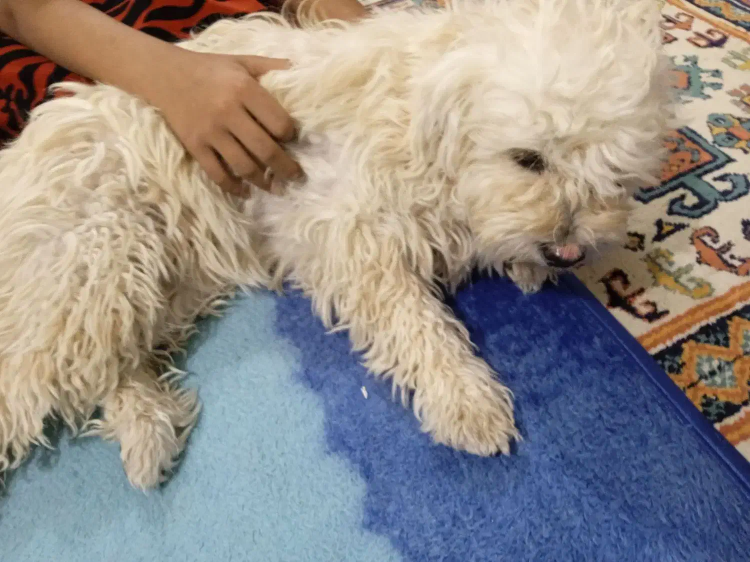 شیتزو ماده|سگ|باغستان, |دیوار