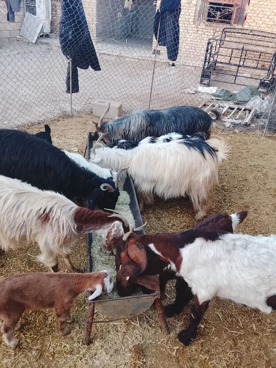 5 عدد بز و بیگ|حیوانات مزرعه|گتوند, |دیوار