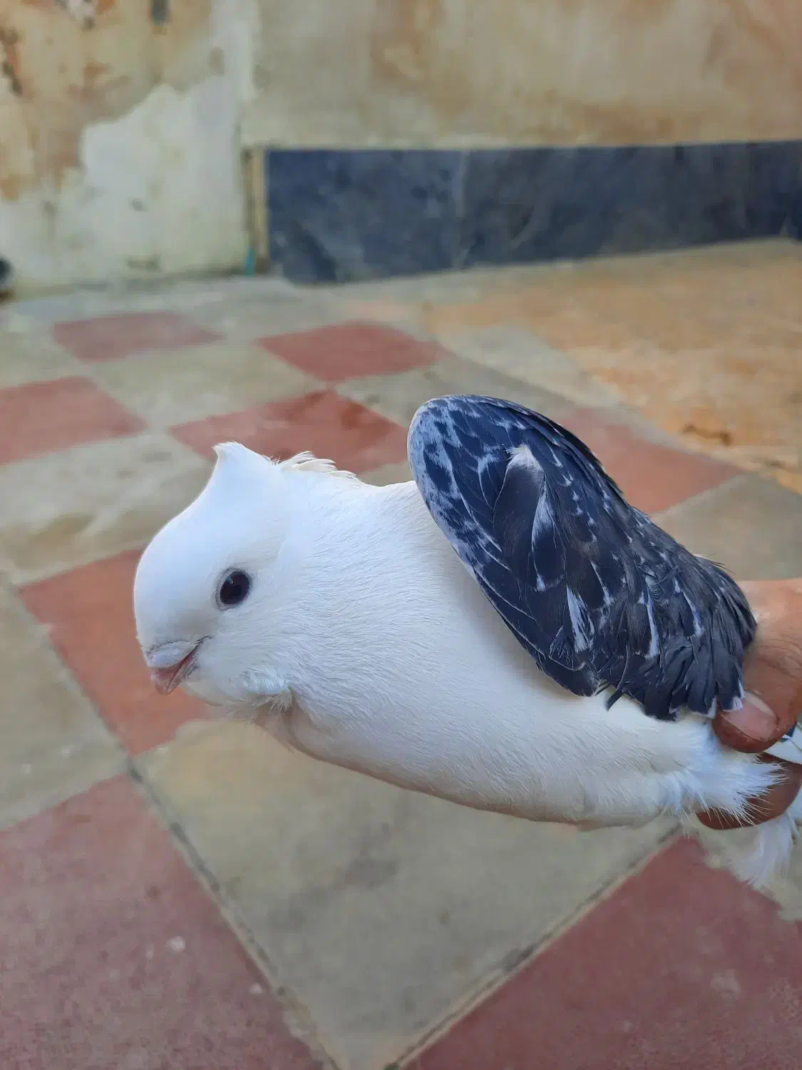 کبوتر بلژیکی نر|پرنده|هشتگرد, هشتگرد قدیم|دیوار