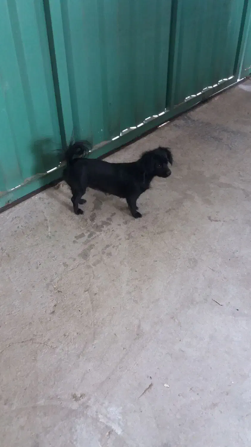 سگ پاکوتاه|سگ|اراک, |دیوار