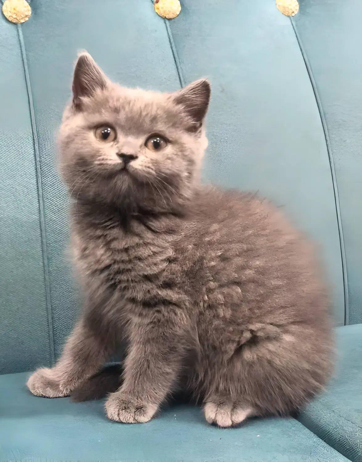 فروش گربه بریتیش|گربه|بندر ماهشهر, |دیوار