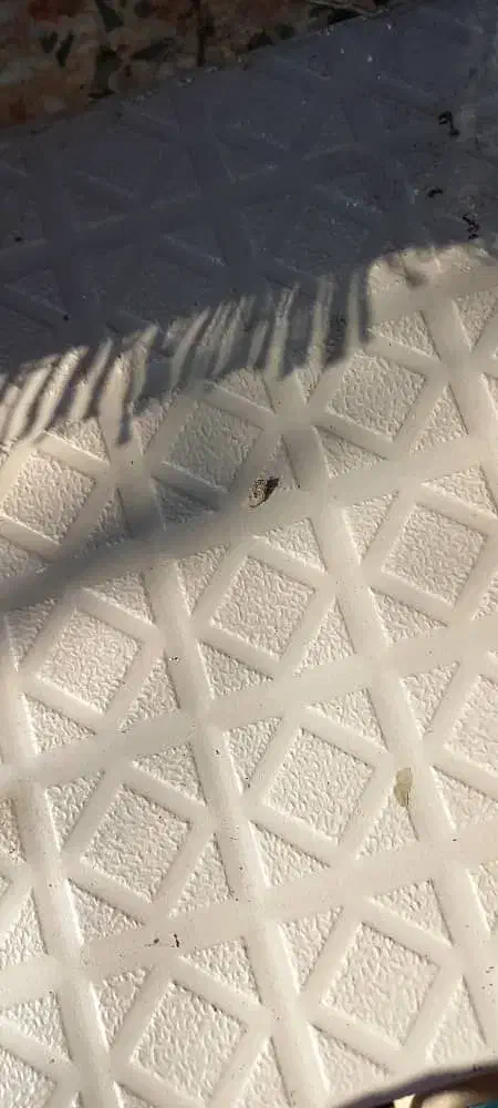 کاشی سرامیک|مصالح و تجهیزات ساختمان|سیاهکل, |دیوار