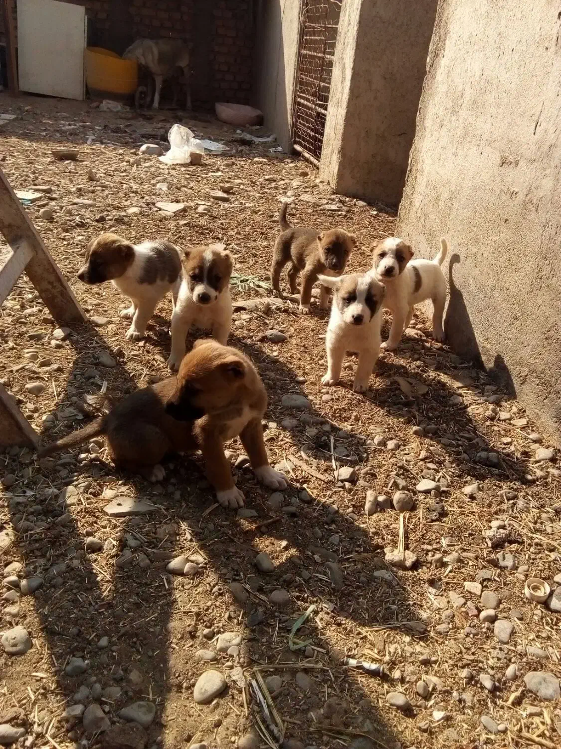 توله سرابی|سگ|پیشوا, |دیوار