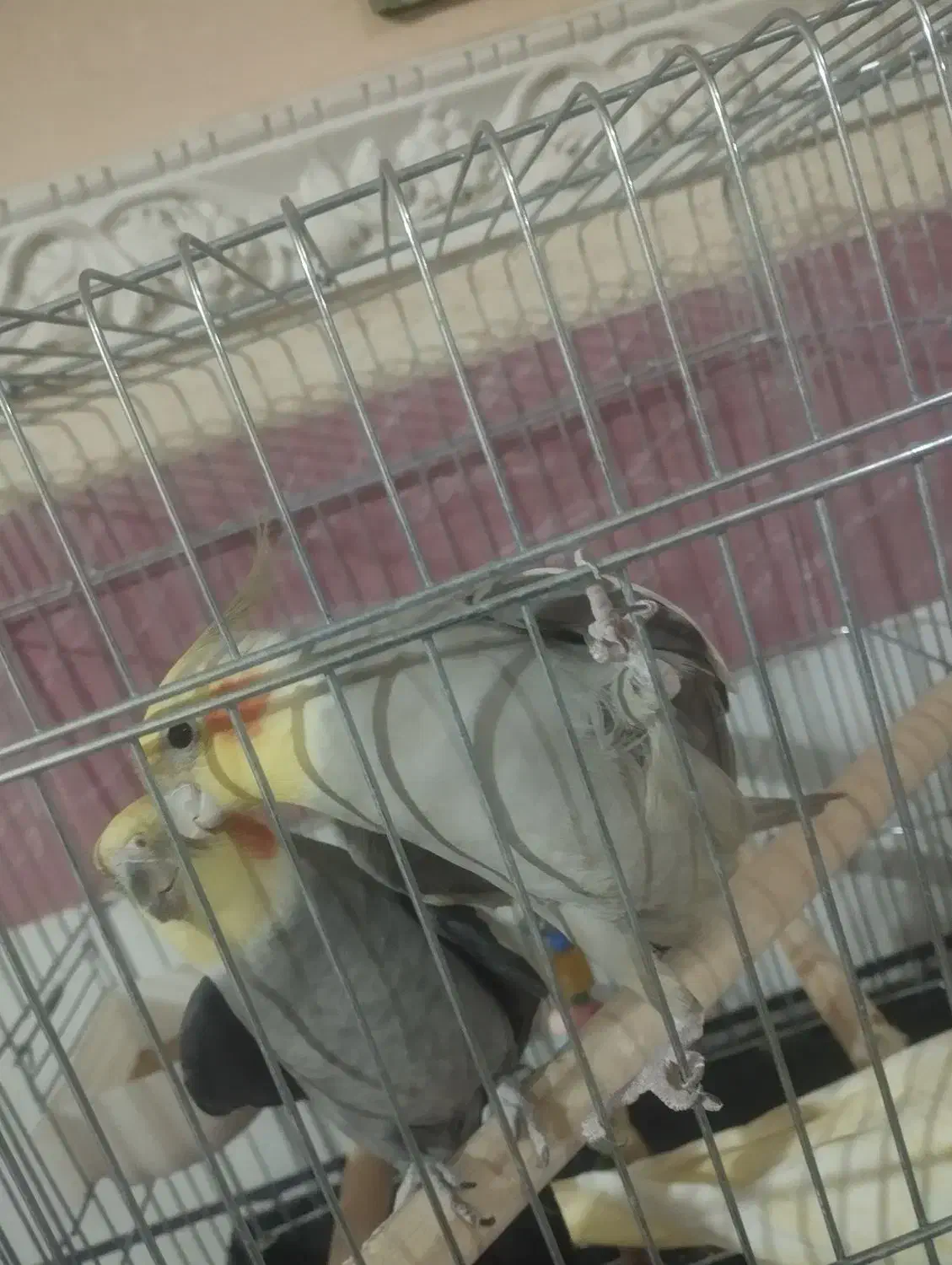 حیوانات|پرنده|الوند, |دیوار