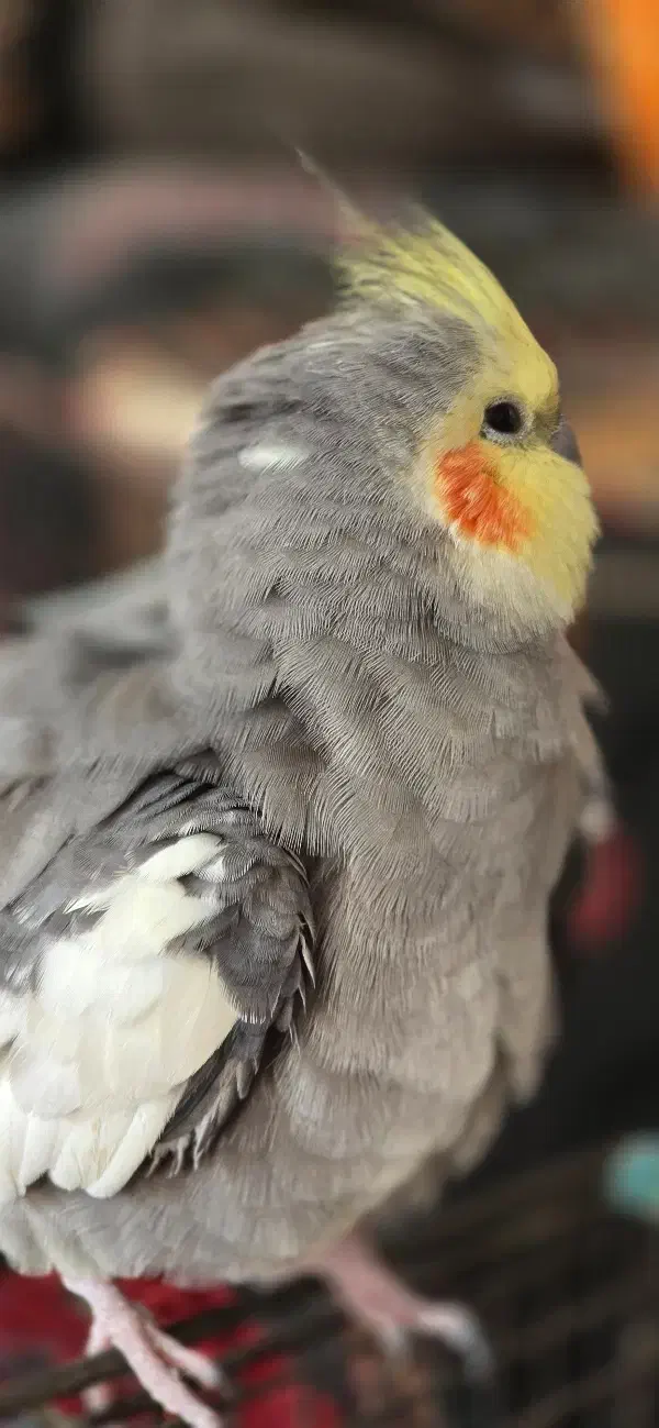 ۲عددعروس هلندی نر دستی وسخنگو ومرغ مینادستی وسخنگو|پرنده|یزد, |دیوار