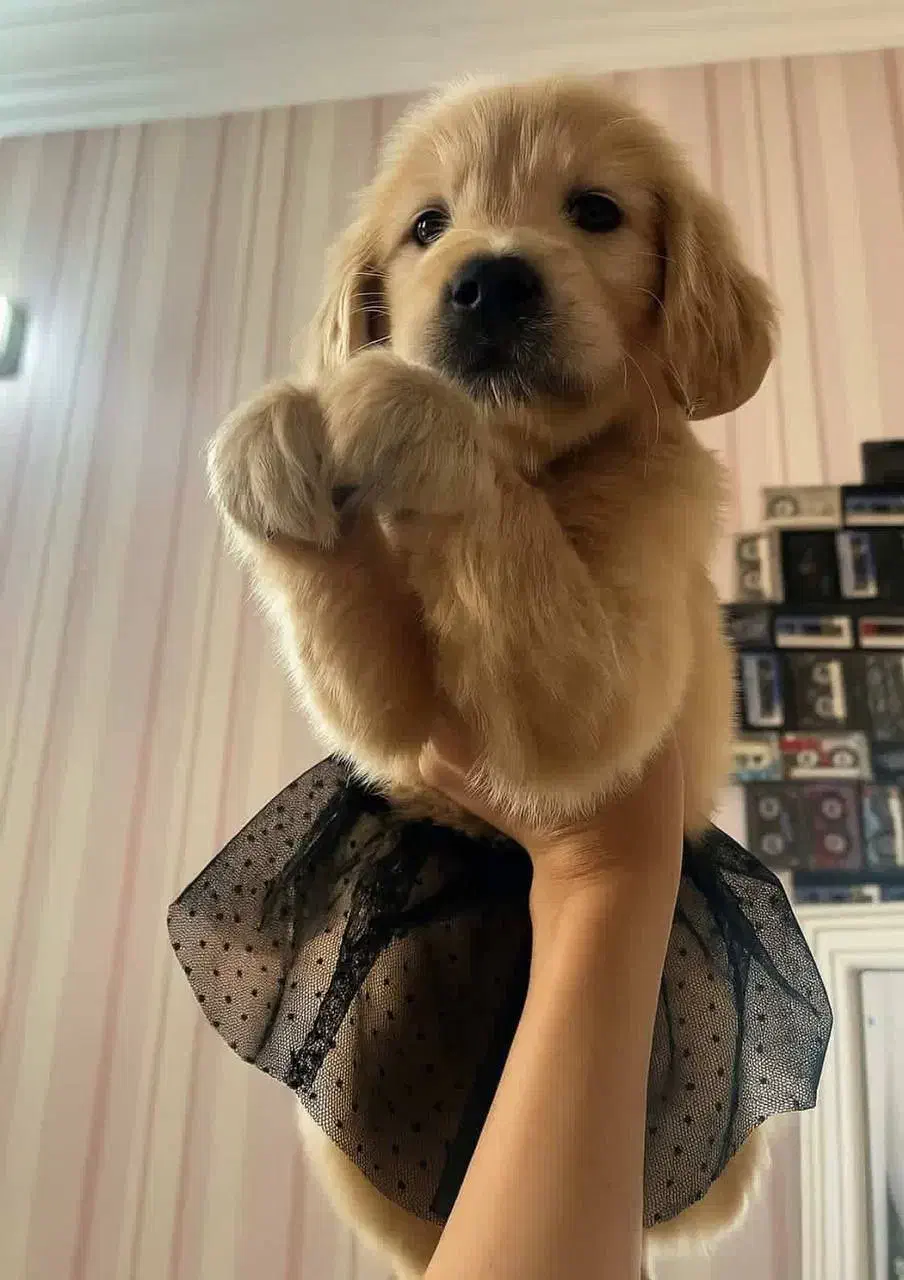 سگ گلدن شاه توله|سگ|یزد, |دیوار