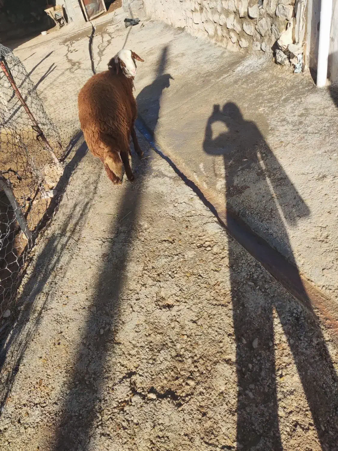 بره نر مهربانی|حیوانات مزرعه|الشتر, |دیوار