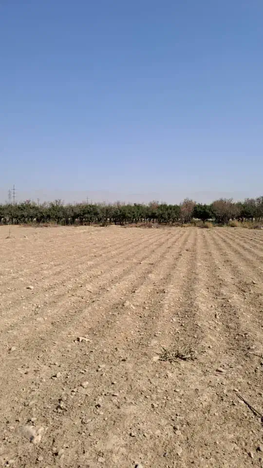 فروش  زمین کشاورزی|فروش زمین و ملک کلنگی|هشتگرد, حمیدیه|دیوار