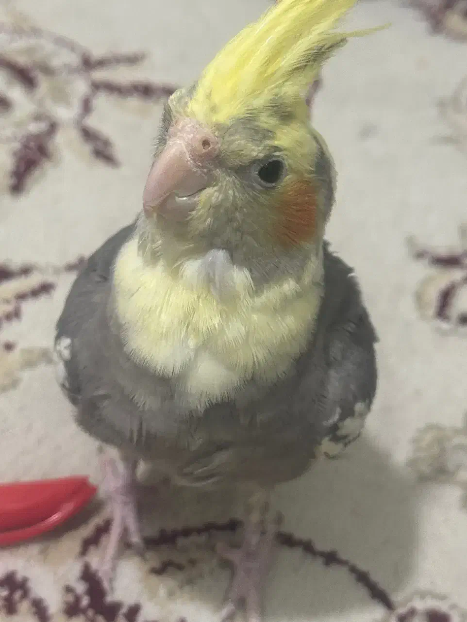 عروس هلندی ۴ ماهه|پرنده|ابهر, |دیوار