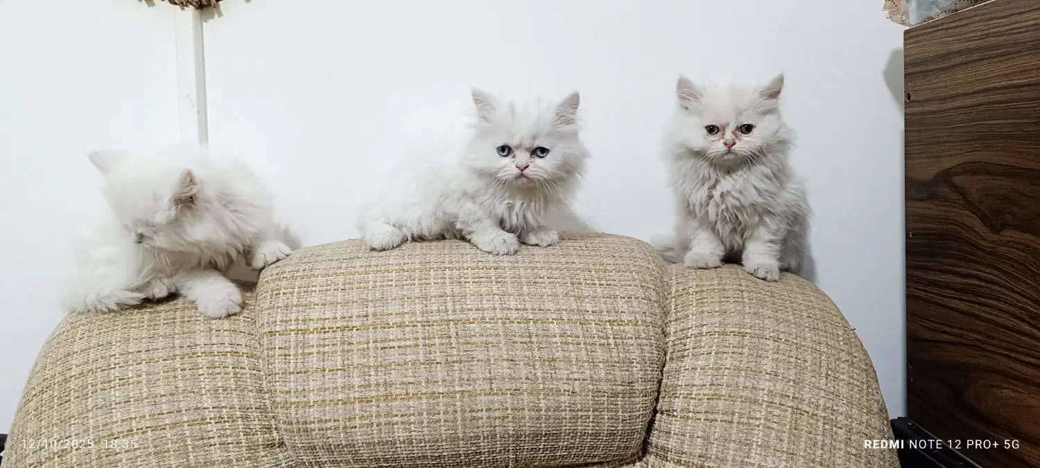 بچه گربه پرشین|گربه|تبریز, |دیوار