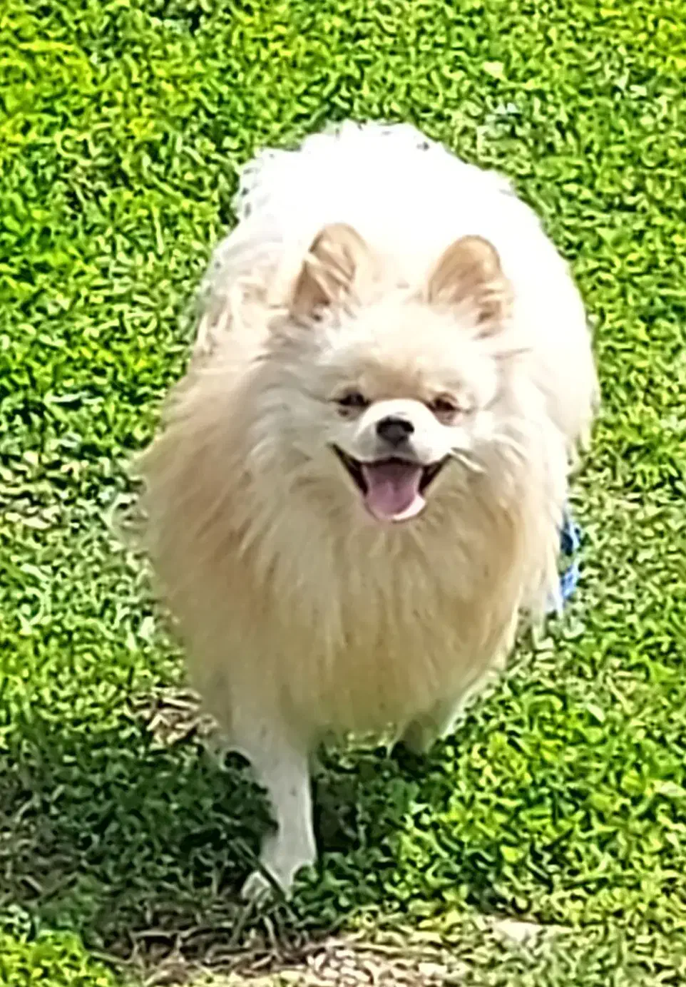 پامرانین اصیل وارداتی|سگ|رشت, حاجی آباد|دیوار