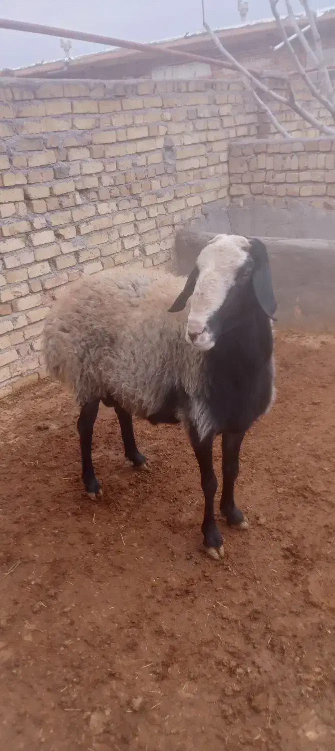 قوچ اصیل شال|حیوانات مزرعه|دشتابی, |دیوار