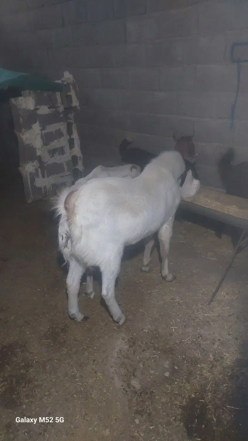 پازن|حیوانات مزرعه|بختگان, |دیوار