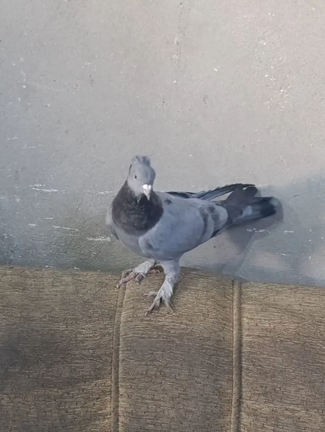 کبوتر نر|پرنده|شیراز, شهرک مهدیه|دیوار