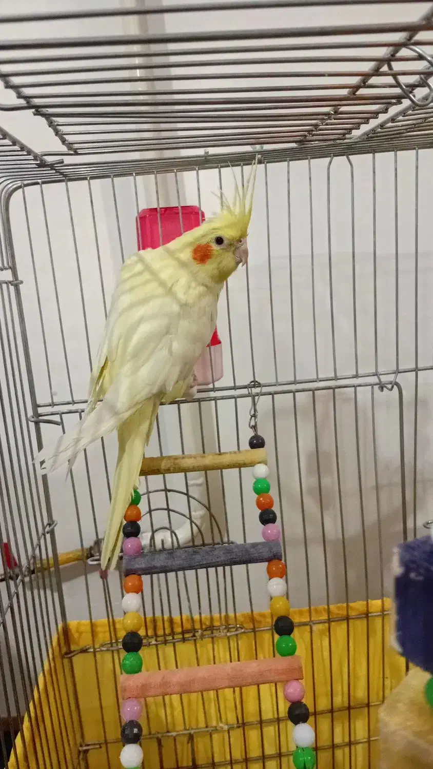 عروس هلندی لوتینو|پرنده|شال, |دیوار