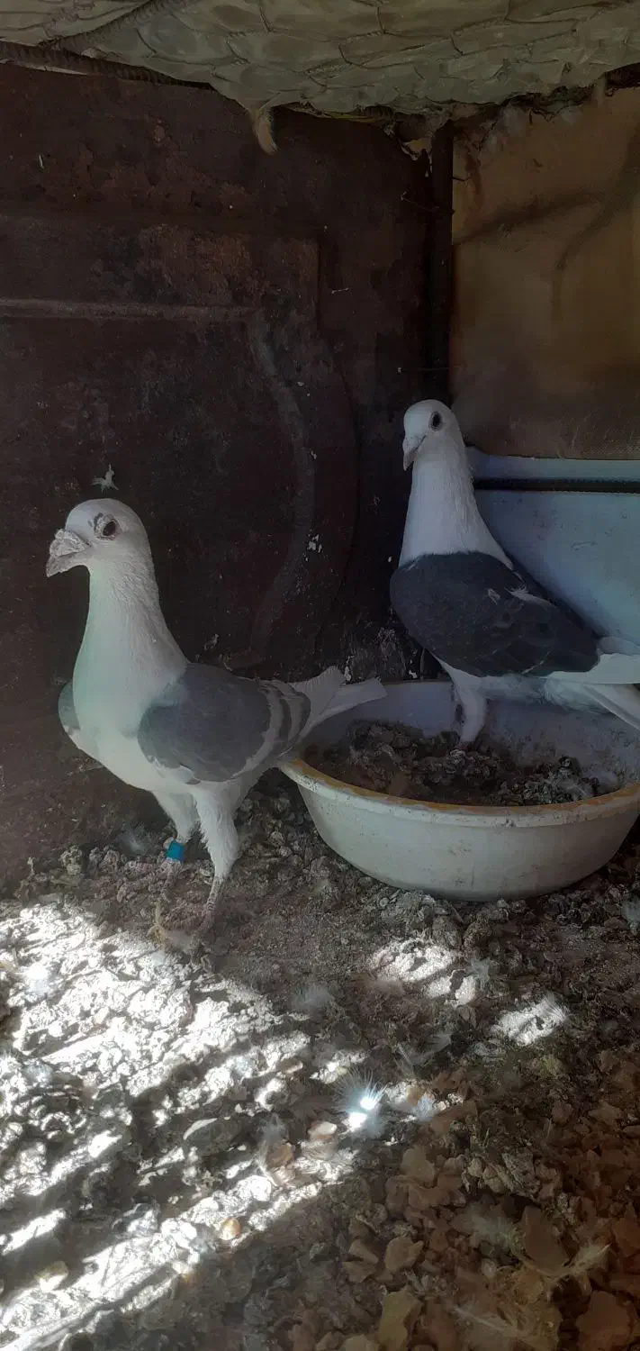 کبوتر|پرنده|قائن, |دیوار