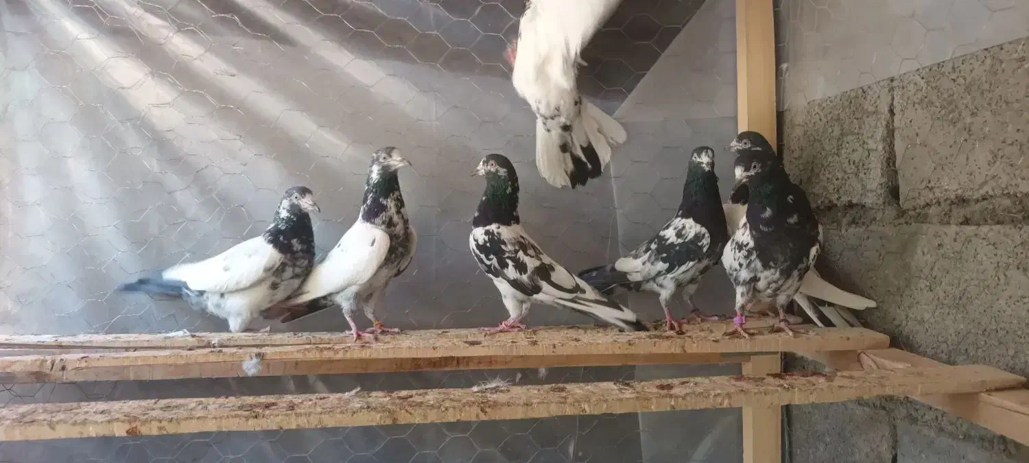 تیدی پیور|پرنده|بندرعباس, |دیوار